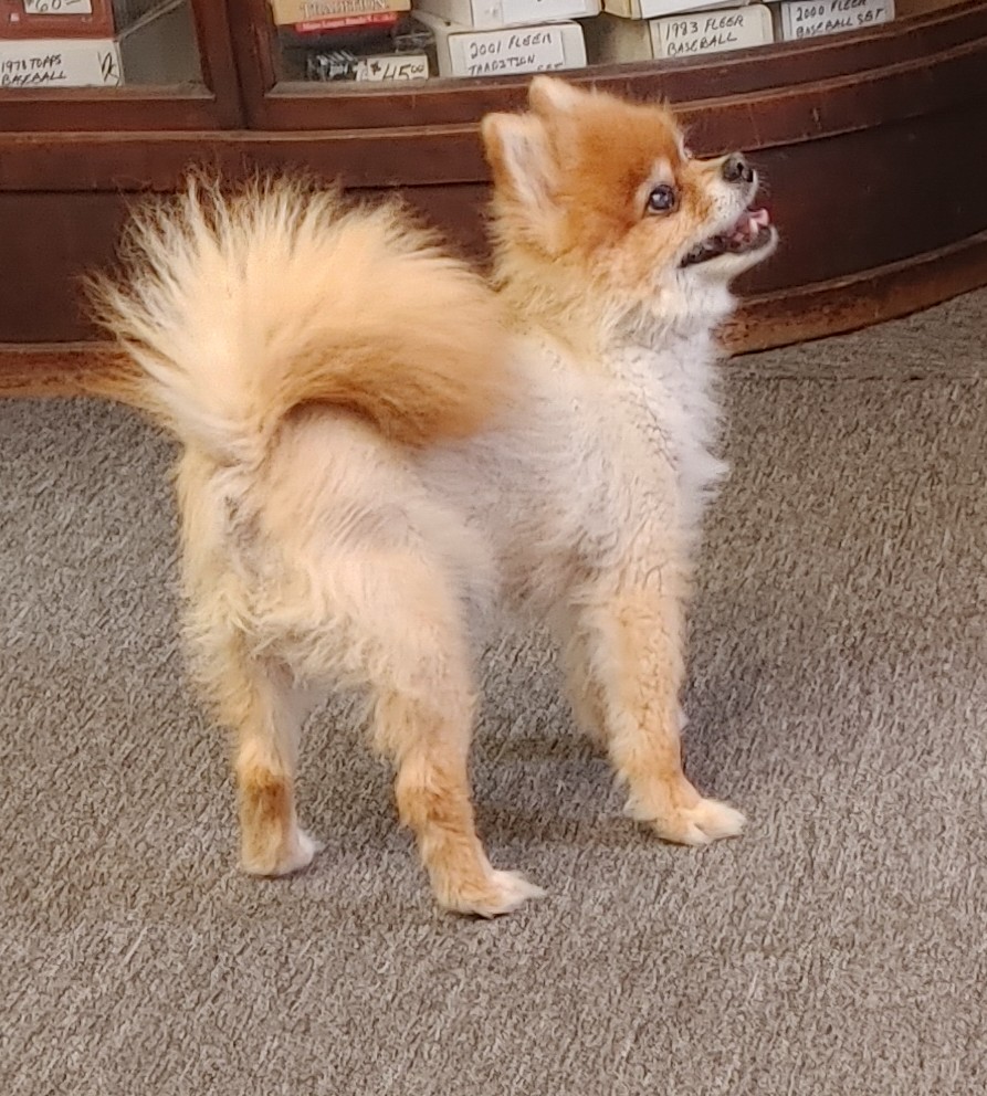 Wilson, the Furry Volleyball – DougHugs